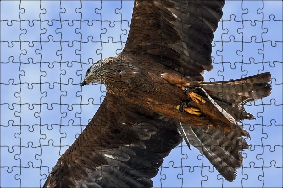 Обыкновенный канюк. A-143 buzzard. Свенсонов канюк. Болотный канюк. Канюк.