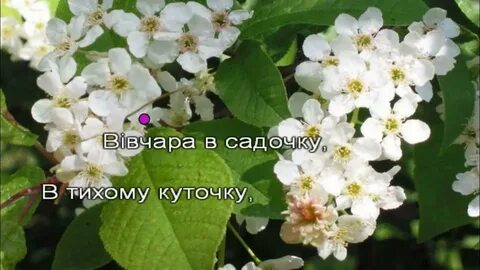 Черемшина