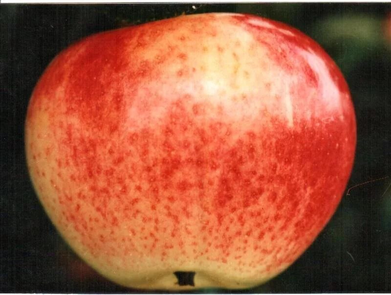 Яблоня супер прекос. Супер прекос яблоня описание. Сорт яблони Суперпрекос. Яблоня Мельба.