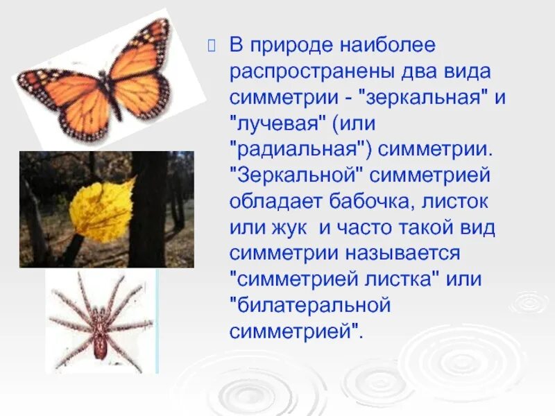Тип симметрии бабочки. Тип симметрии животного бабочка. Тип симметрии бабочки и среда. Бабочка вид симметрии.