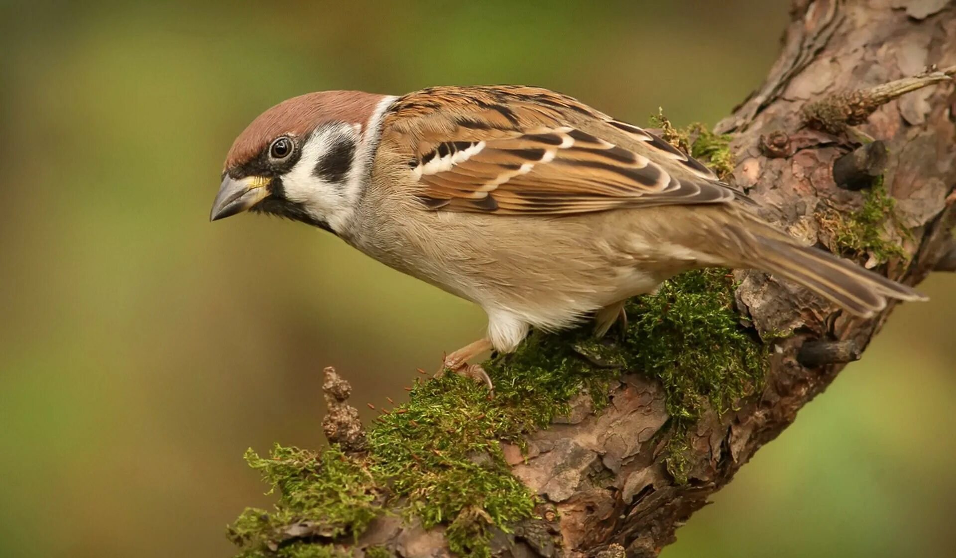 Воробей тоже птица. Воробей обыкновенный. Домовый Воробей (лат. Passer domesticus). Птичка Воробей. Картинки птиц Воробей.