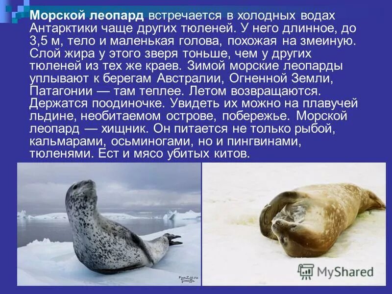 животные антарктиды. животные антарктиды доклад. обитатели антарктиды презентация. животные антарктиды доклад. крабоед в антарктиде.