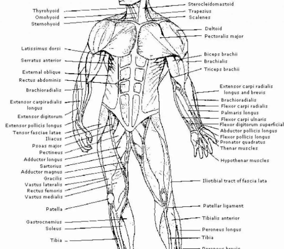 Название частей человека. Строение человека мышцы анатомия. Мышечная система человека схема. Мышцы туловища анатомия рисунок. Мышечная система человека для раскраски.