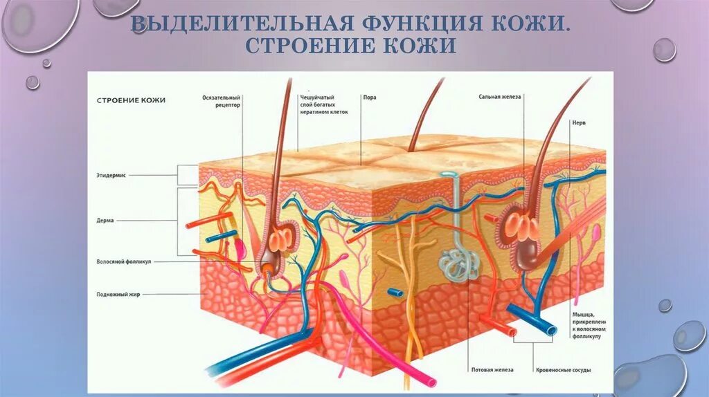 Биология тест строение кожи. Строение кожи выделительная система. Кожа орган выделительной системы. Кожа важный орган выделительной системы.