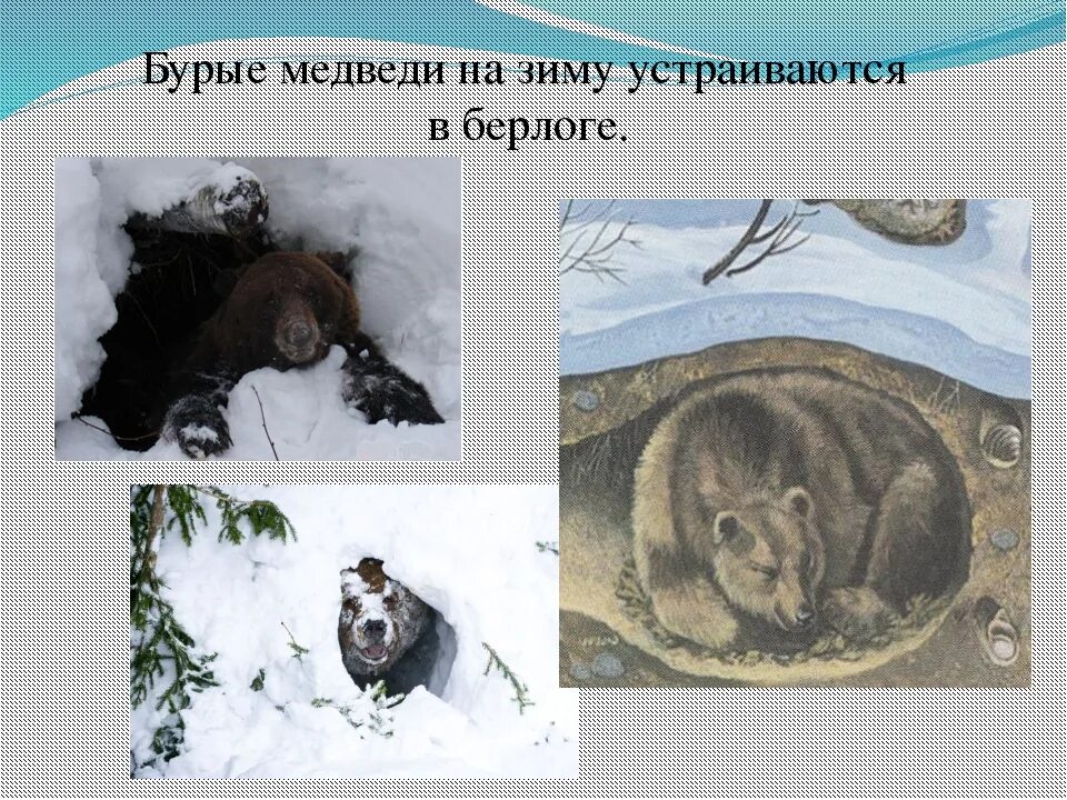 Сколько медведей в берлоге. Бурый медведь в берлоге. бурый медведь в берлоге зимой. берлога медведя.