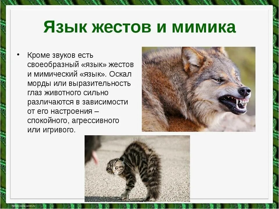 Особенность их способ млекопитающие общаются. Как общаются животные. Язык животных презентация. Как звери общаются между собой. Способы общения животных.