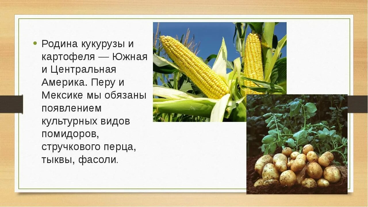 Кукуруза относится к группе. Родина растения кукуруза. Кукуруза Родина происхождения. Родина кукурузы и картофеля. Культурное растение привезенное в Россию.