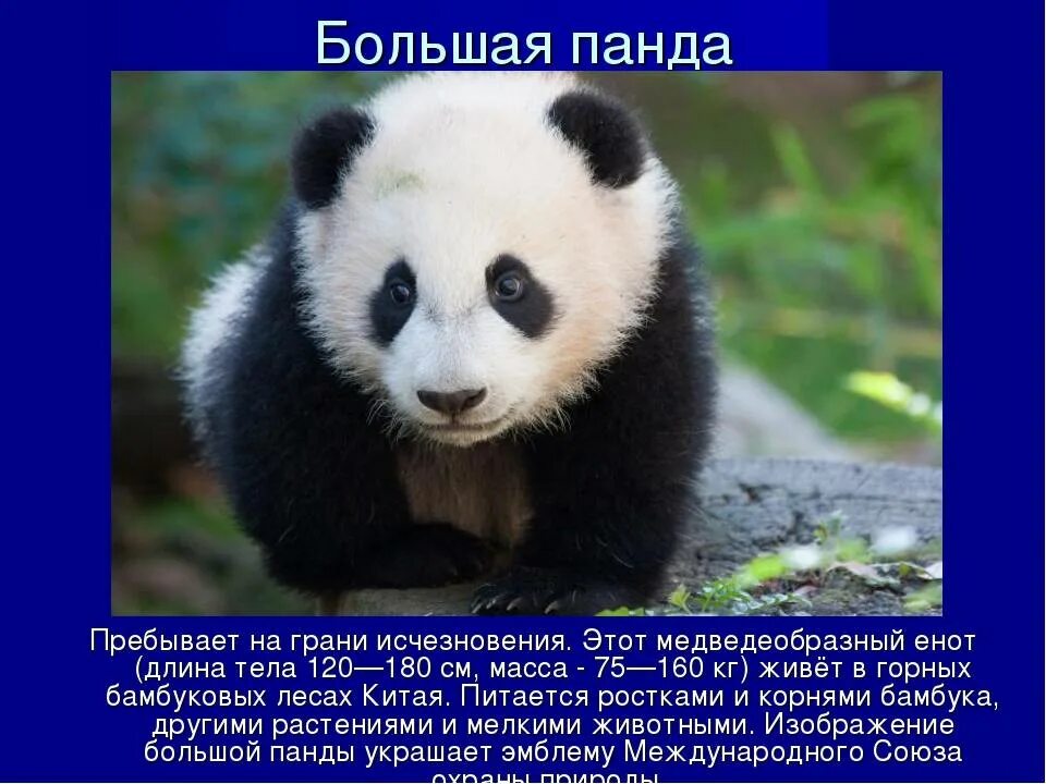 Панда описание животного. Систематика панды. Панда занесена в красную книгу. Панда отряд семейство род вид. Где живут панды.