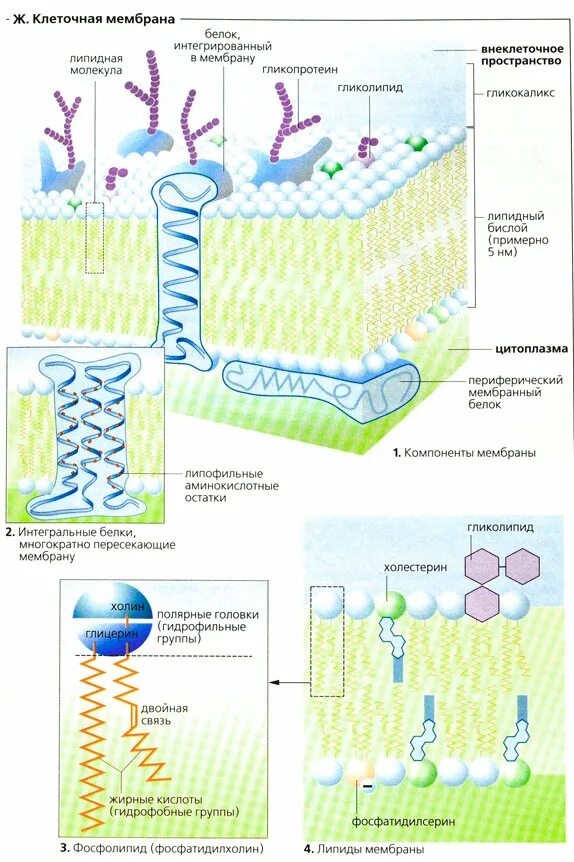 Объект клеточная мембрана процесс. Клеточная мембрана. Мембрана клетки. Строение клеточной мембраны. Компоненты мембраны клетки.