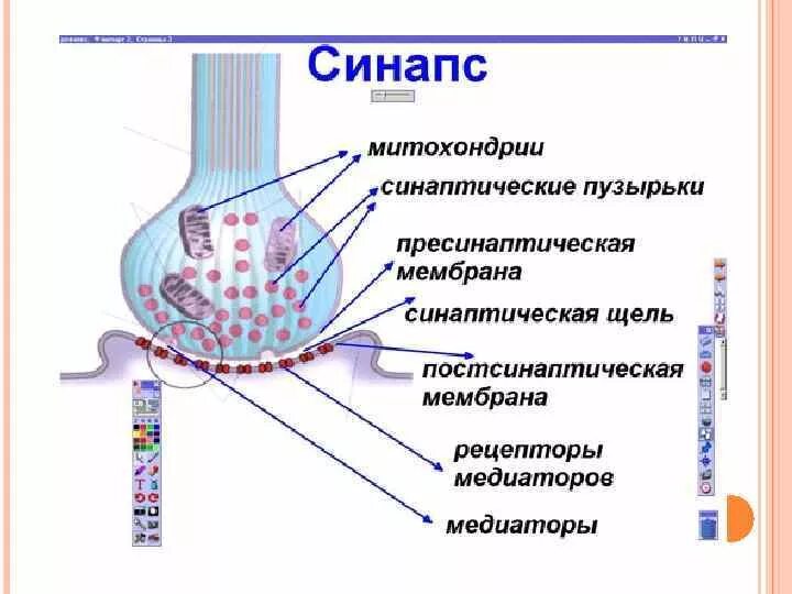 Соединение синапсов