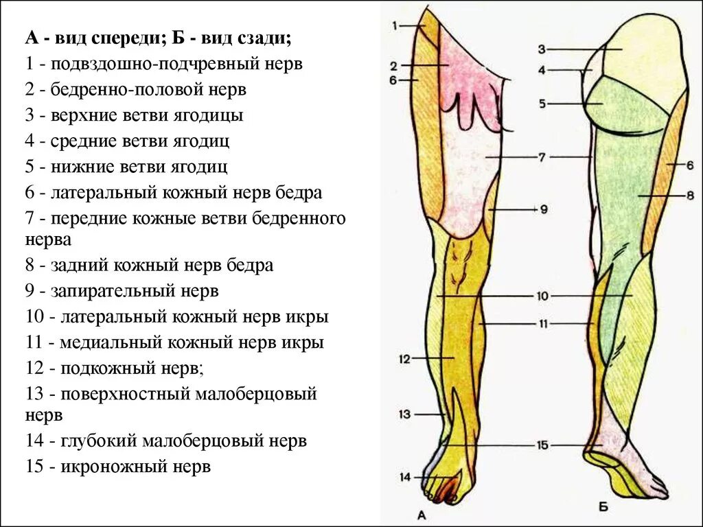 Часть ноги на б. Наружный кожный нерв бедра иннервация. Седалищный нерв иннервирует мышцы. Нервы голени и стопы области иннервации. Иннервация ноги седалищный нерв.