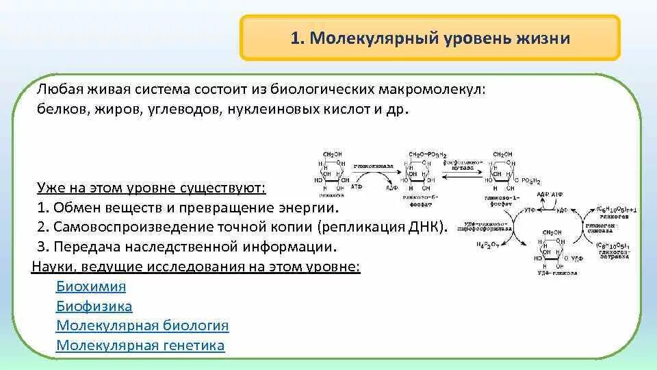 Молекулярный уровень биология. Молекулярный уровень жизни. Молекулярный уровень кратко. Молекулярный уровень организации жизни.