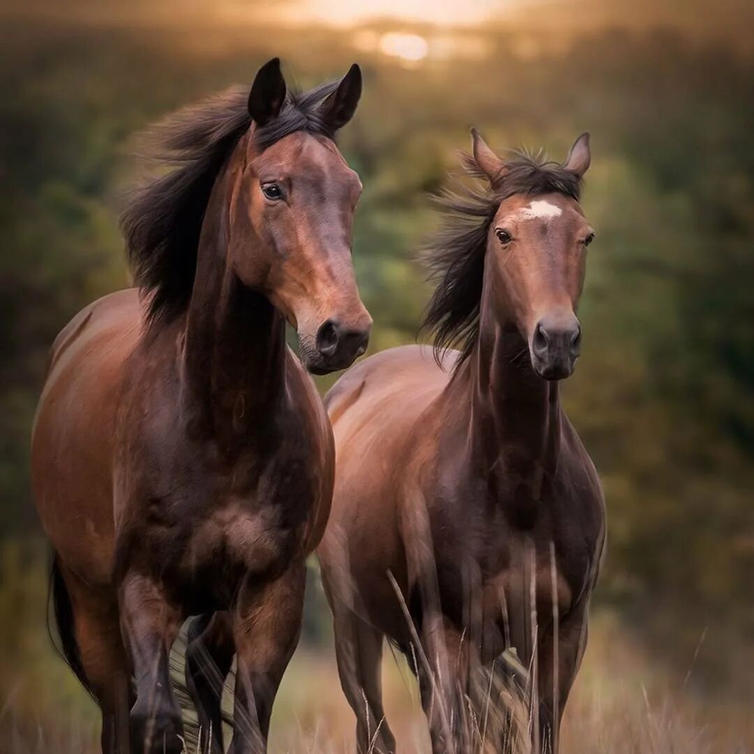 Две лошади. Красивые лошади. Много лошадей. Пара лошадей. Two horse