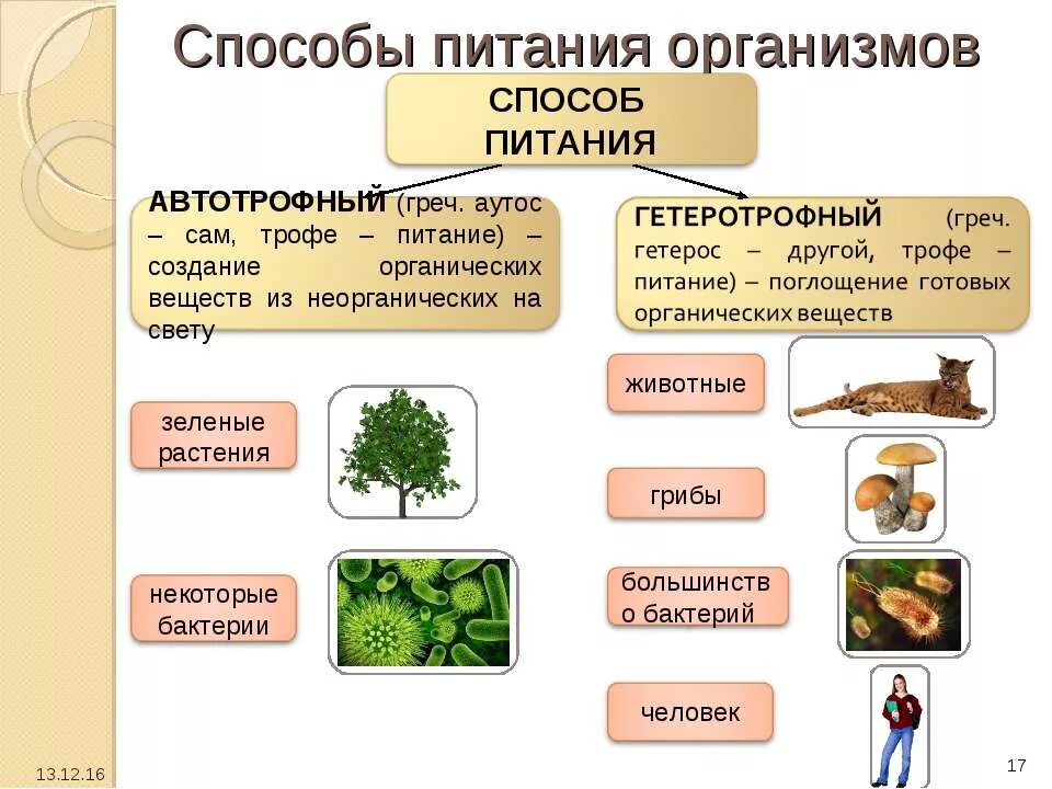 Автотрофный и гетеротрофный способ питания. Тип питание гетеротрофное питание. Схема способы питания живых организмов. Гетеротрофный способ питания.