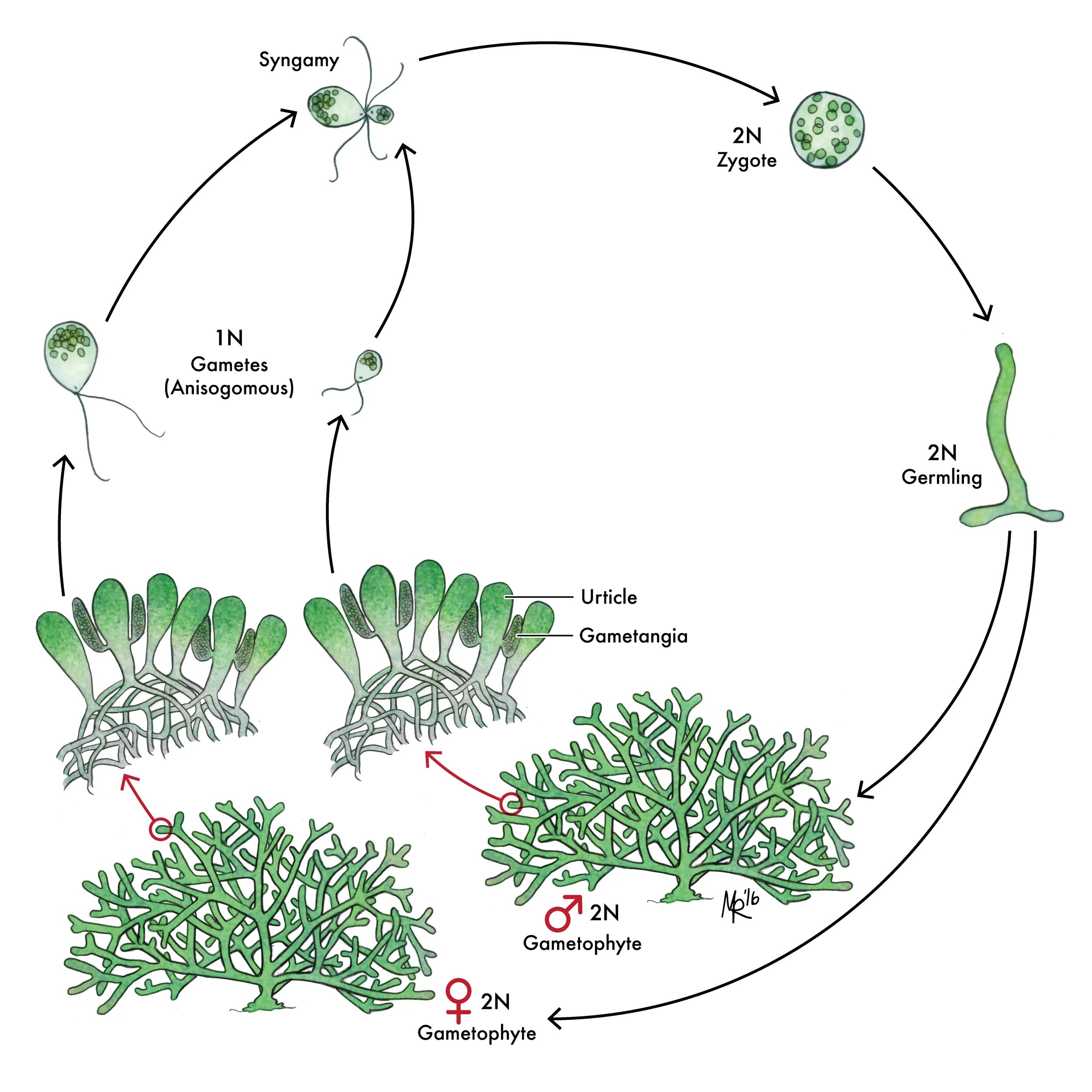 Цикл бриопсиса. Жизненный цикл лишайника схема. Жизненный цикл водоросли ульвы схема. Лишайники цикл размножения.