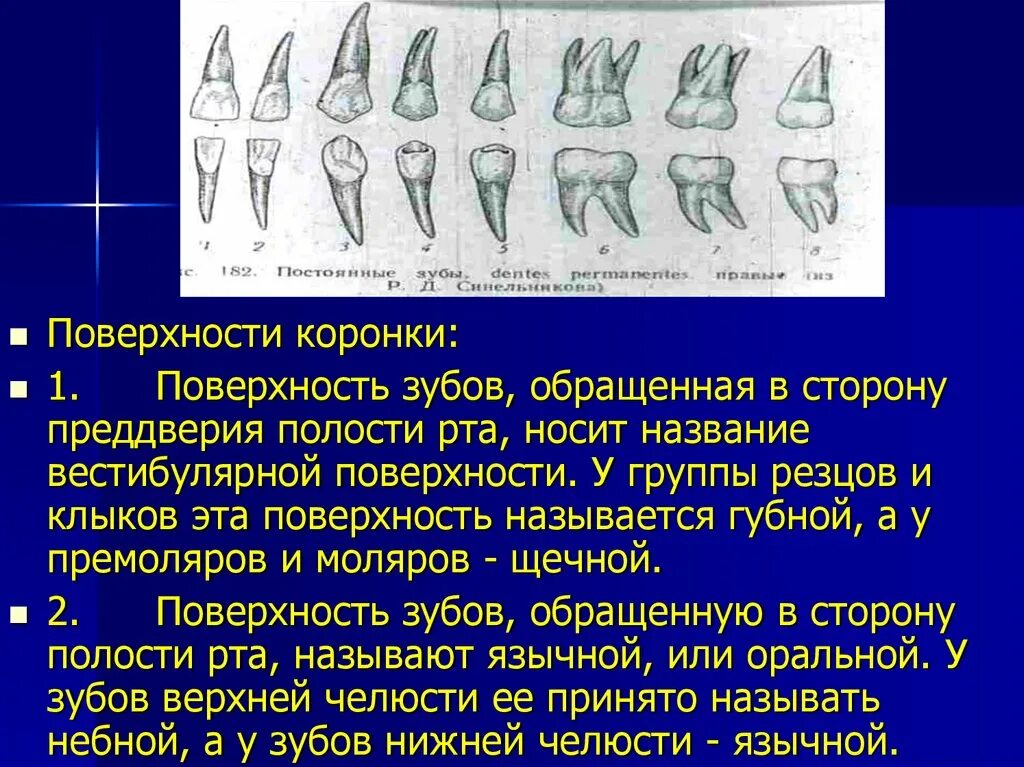 Признаки стороны зуба. Премоляр 1 вестибулярная поверхность. Поверхности зуба названия. Поверхности зубов в стоматологии названия. Стороны зуба названия.