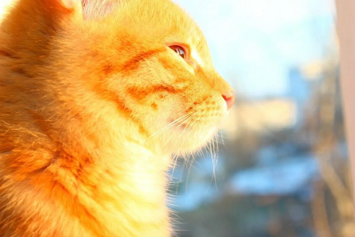 Кот солнышко. Кот на солнце. рыжий кот на солнце. кот в лучах солнца. рыжий кот жмурится на солнце.