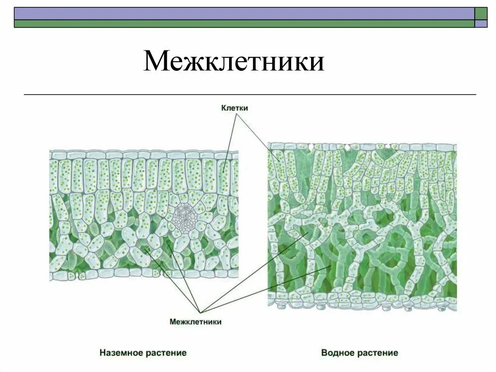 Какие клетки образуются листовую пластинку. Строение межклетники ткани. Строение и функции межклетники ткани. Межклетники листа в биологии 6 класс. Строение листа гидрофитов.