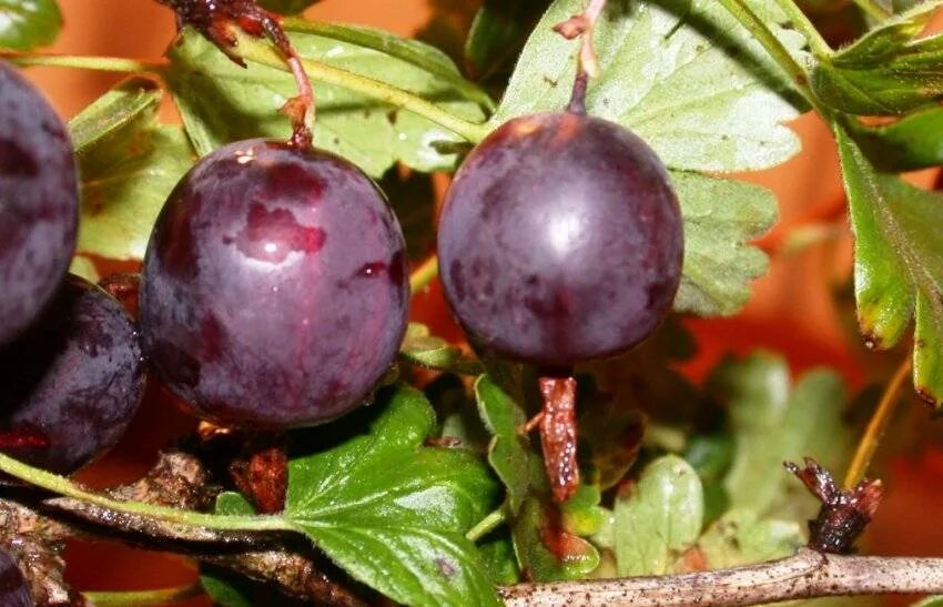 Ягода коричневого цвета. Крыжовник финик. Коричневые ягоды. Коричневый ягода в октябре.