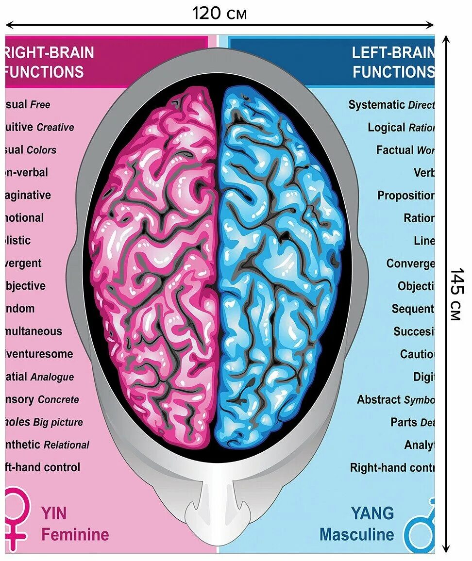 полушарие мозга отвечающее за речь. левое полушарие мозга у женщин. функции правого полушария головного мозга схема. за что отвечают полушария головного мозга человека левое и правое. полушария мозга.