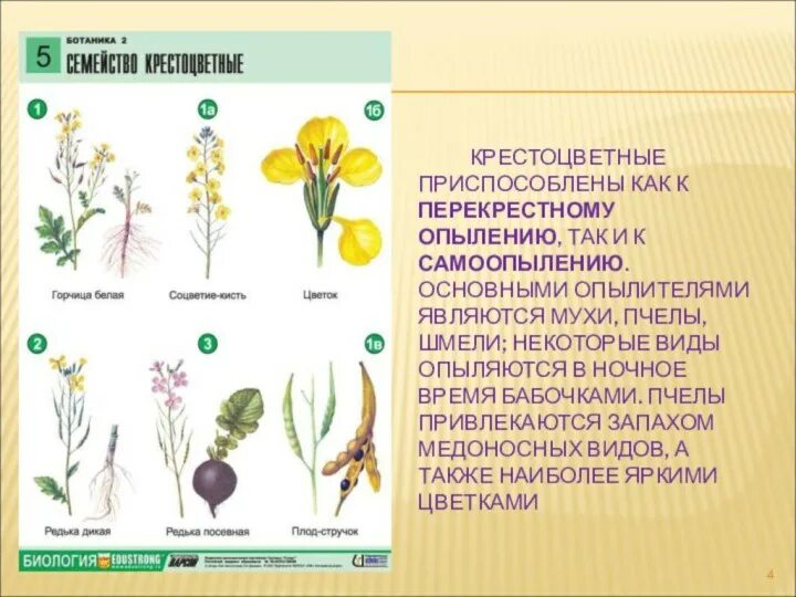 Крестоцветные капустные. Семейство крестоцветные капустные. Строение крестоцветных растений. Побег крестоцветных.