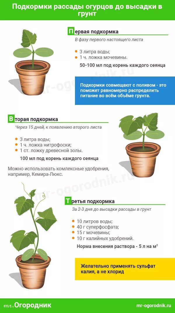 Чем подкормить рассаду огурцов после. Схема подкормки огурцов таблица. Схема подкормки огурцов в открытом грунте. Схема подкормки огурцов минеральными удобрениями. Таблица подкормок огурца.