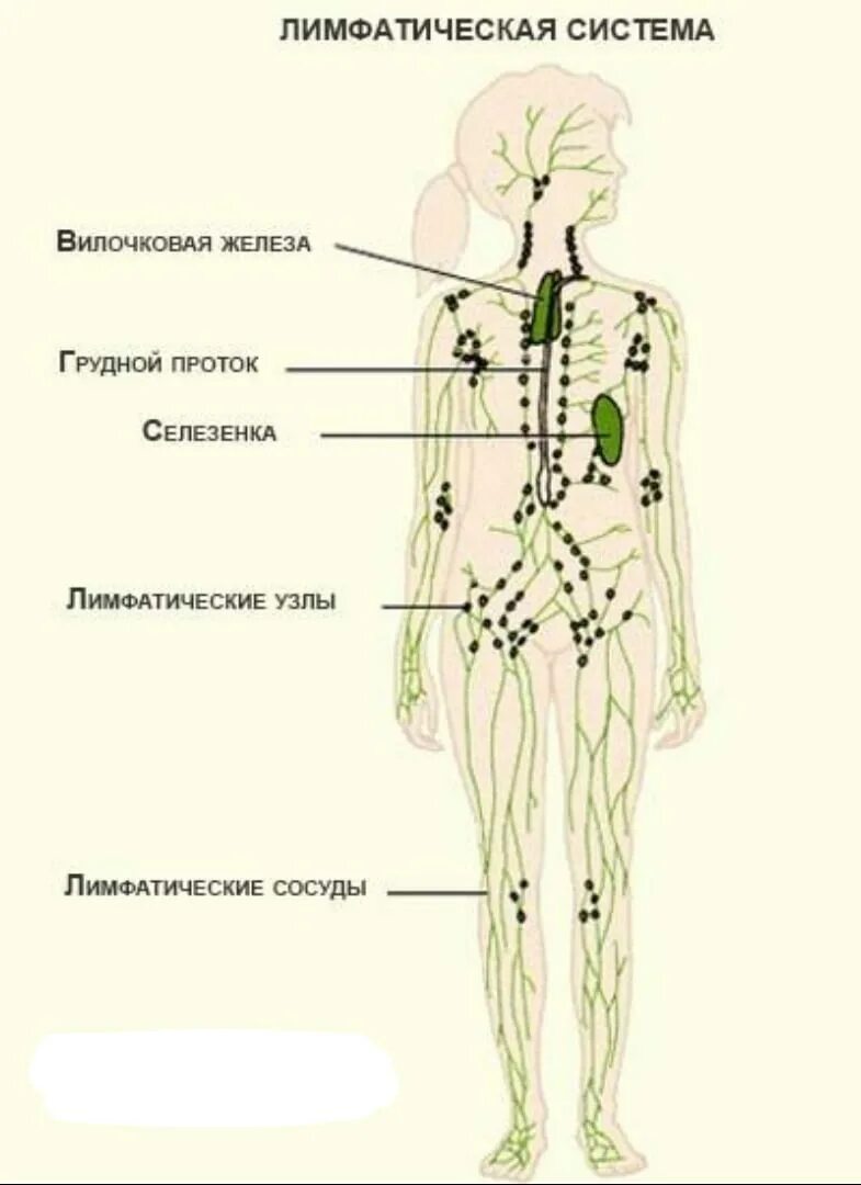 Где у женщины расположены лимфоузлы. Схема строения лимфоидной системы человека. Лимфатическая система схема. Лимфа система человека схема узлы. Схема лимфатической системы в теле человека.