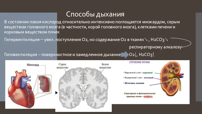 Кислород через мозг. Поступает ли кислород в мозг. Кислород в головном мозге. Почки серое и белое вещество. Этапы транспорта кислорода от легких до клеток головного мозга.