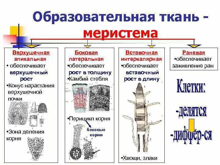 Какую функцию выполняет образовательная ткань зоны. Образовательная ткань верхушечная вставочная и. первичные и вторичные меристемы таблица. образовательные ткани меристемы таблица. образование ткани меристемы.