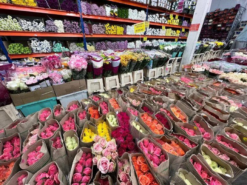 Блэк баккара цветы оптом. Блэк баккара цветы оптом. Блэк баккара магазин рижская. Блэк баккара цветы рижская. Блэк баккара цветы оптом.