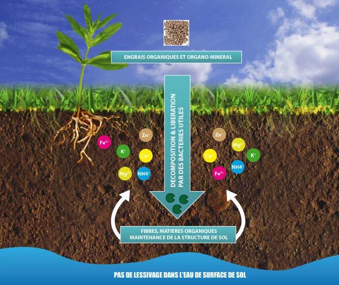 Удобрение почвы. Растения в почве. Минеральные удобрения для почвы. Поглотительная способность почвы. Какого растения получают инновационный ингредиент филобиома актив