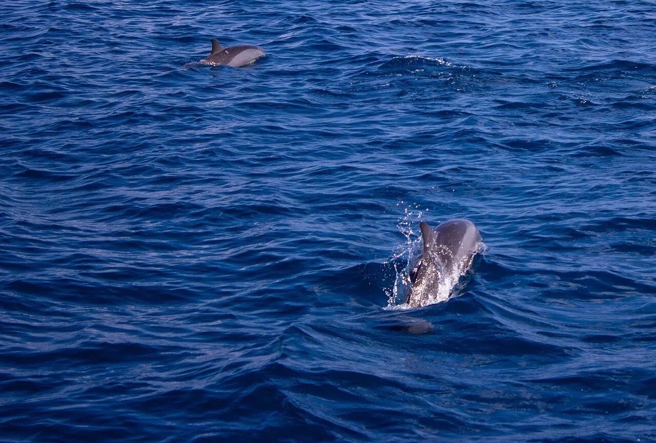 Слушать океан дельфин. Абхазия дельфины. Абхазия дельфины в море. Моряк плавает с дельфином в море.
