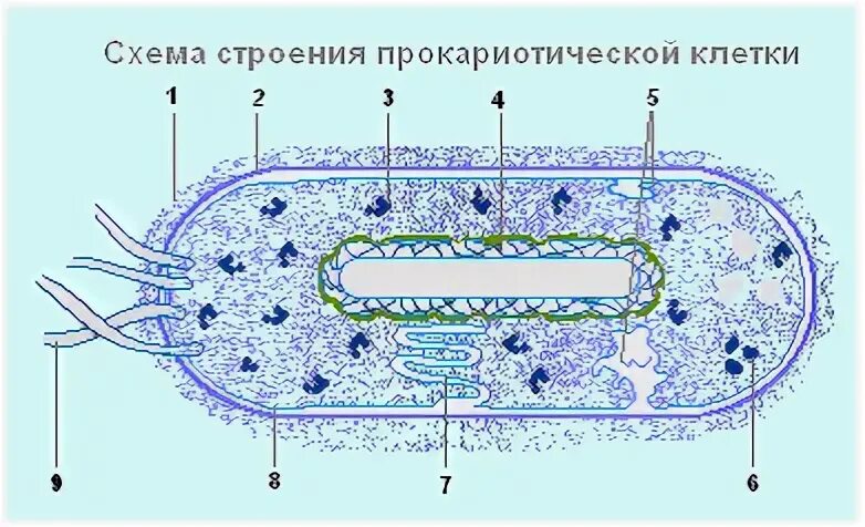 Тест дыхание клетки