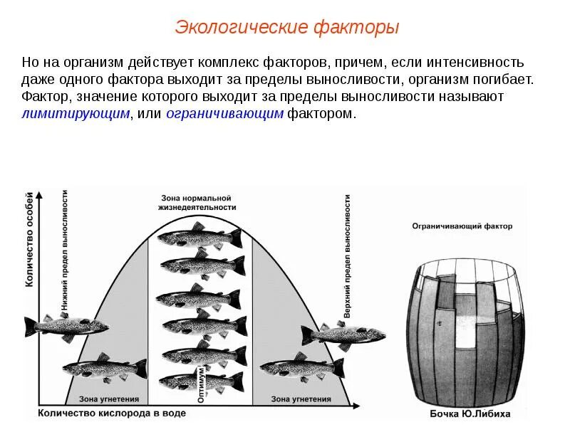 Действие экологических факторов на организм. Влияние экологических факторов на организмы схема. Закономерности действия экологических факторов на организм. Экологические факторы задания. В экологии существуют определенные закономерности воздействия экологических