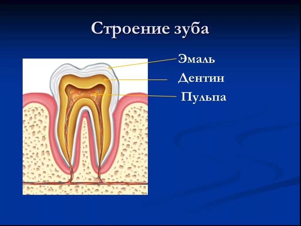 Функции дентина и пульпы. Строение зуба эмаль дентин пульпа. функции эмали дентина и пульпы. строение зуба пульпа эмаль.