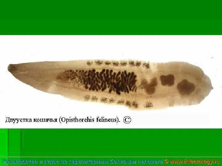 Описторхоз хозяева. Кошачий (сибирский) сосальщик (opisthorchis felineus). описторхоз кошачья двуустка. описторхоз кошачья двуустка профилактика.