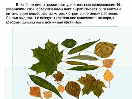 Лист растений презентация