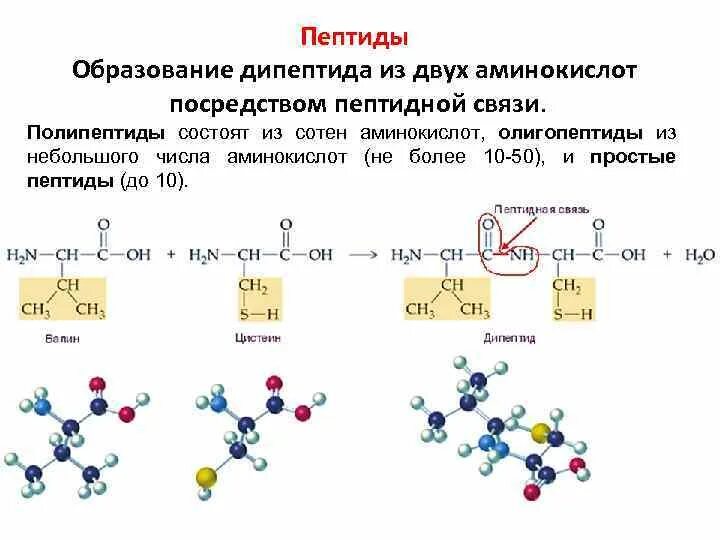 Образование полипептидной связи. Реакции аминокислот с образованием пептидной связи. Образование тетрапептида из 4 аминокислот. Схема образования пептидной связи. Пептидная связь трех аминокислот.