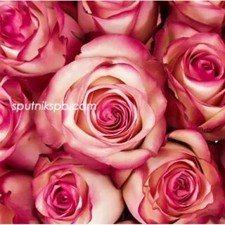 W w w rose