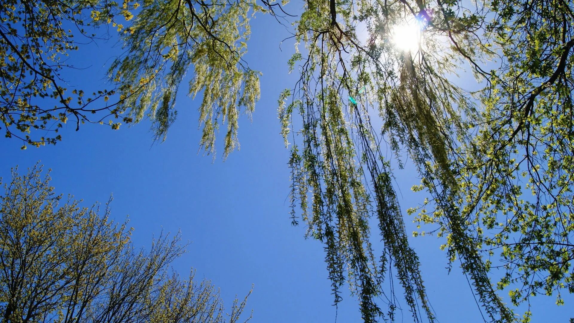 Весенний ветер предложение