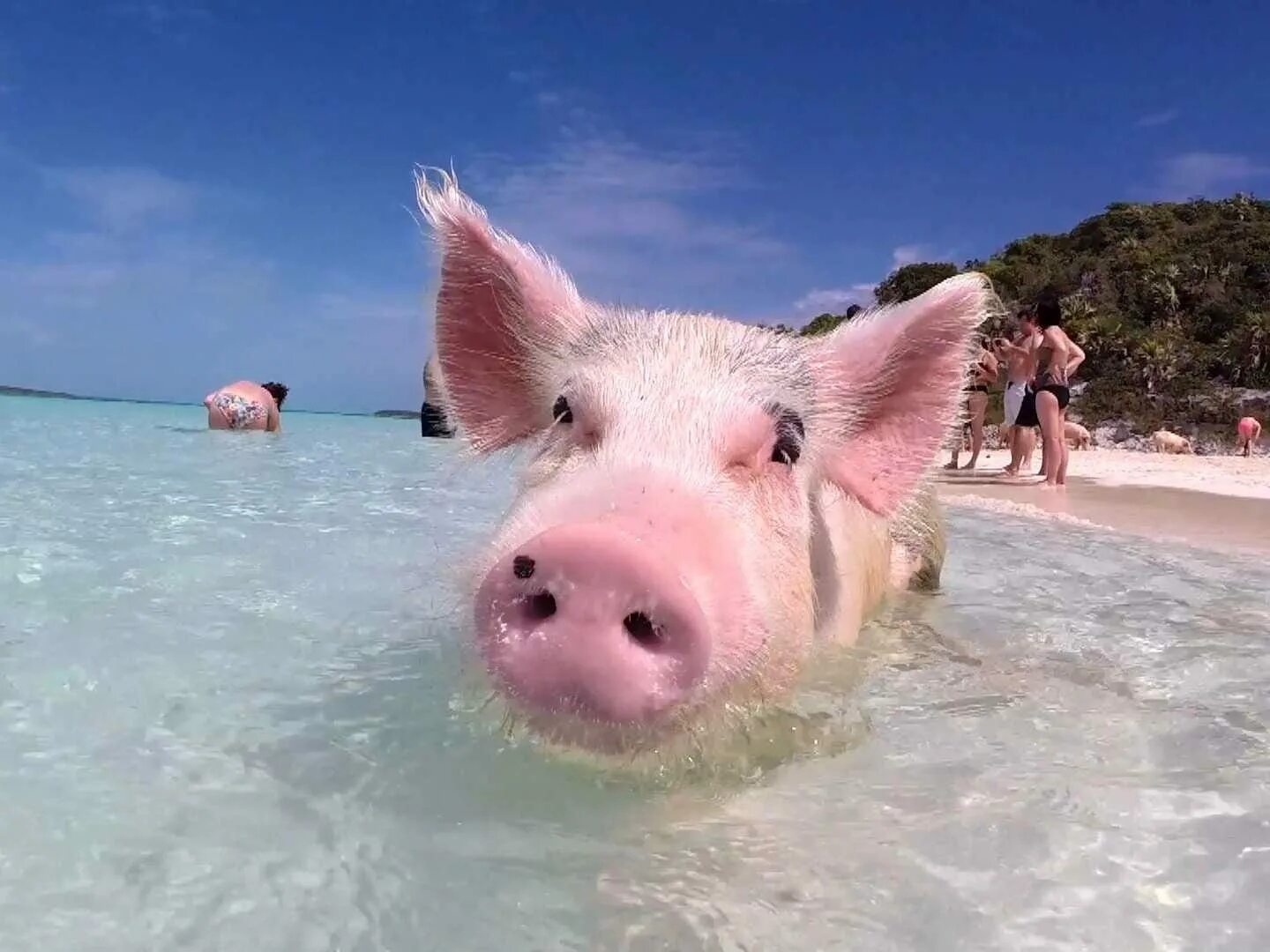 Свинка плавает. Пиг-Бич Багамские острова. Свинья. Свинка на море. Поросята купаются в море.