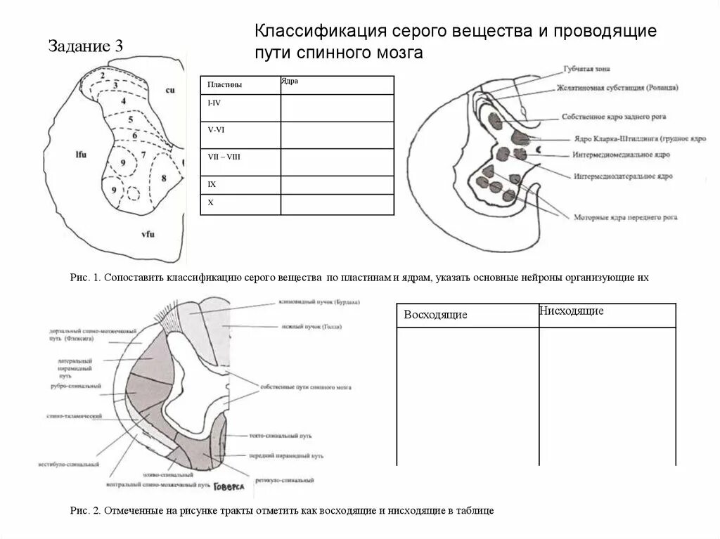 Тест по биологии головной и спинной мозг. Рабочая тетрадь по биологии 8 класс строение спинного мозга. Ядра серого вещества спинного мозга схема. Задания по спинному мозгу. Строение и функции спинного мозга 8 класс биология.