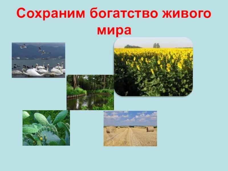 Как сохранить богатства природы 3 класс. Как сохранить богатства природы 3 класс окружающий мир. Проект как сохранить богатства природы. Проект богатства природы. Как сохранить богатства природы окружающий мир.