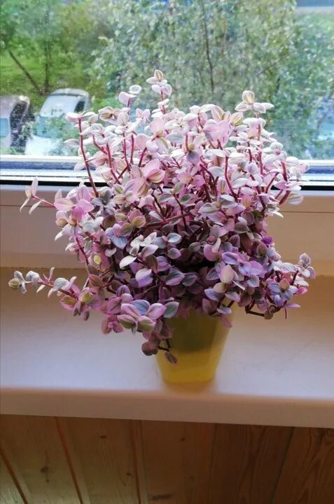 Каллизия репенс (Callizia Repens) - купить в Пензе, цена 20 руб., продано 24 июн