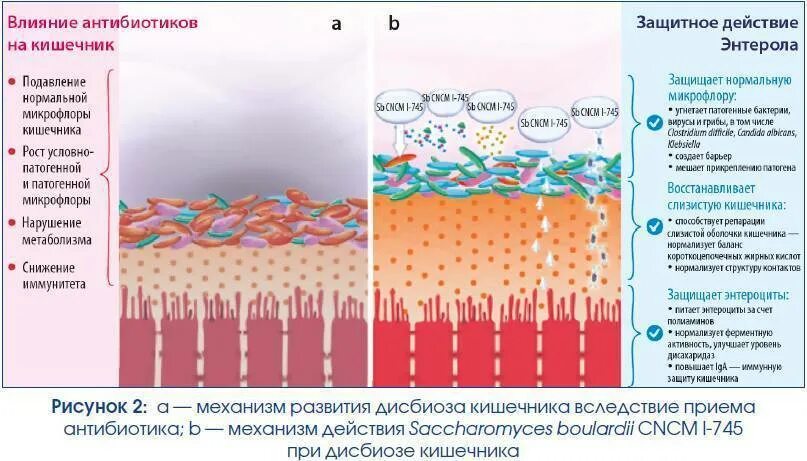 Состояние микрофлоры. Влияние антибиотиков на микрофлору кишечника. Микрофлора кишечника. Восстановить микрофлору кишечника. Влияние антибиотиков на кишечник.