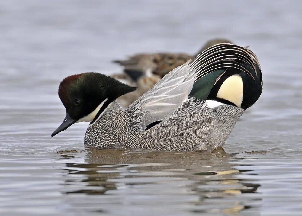 Косатка птица. Косатый селезень. Утка касатка. Касатка. Косатка птица.