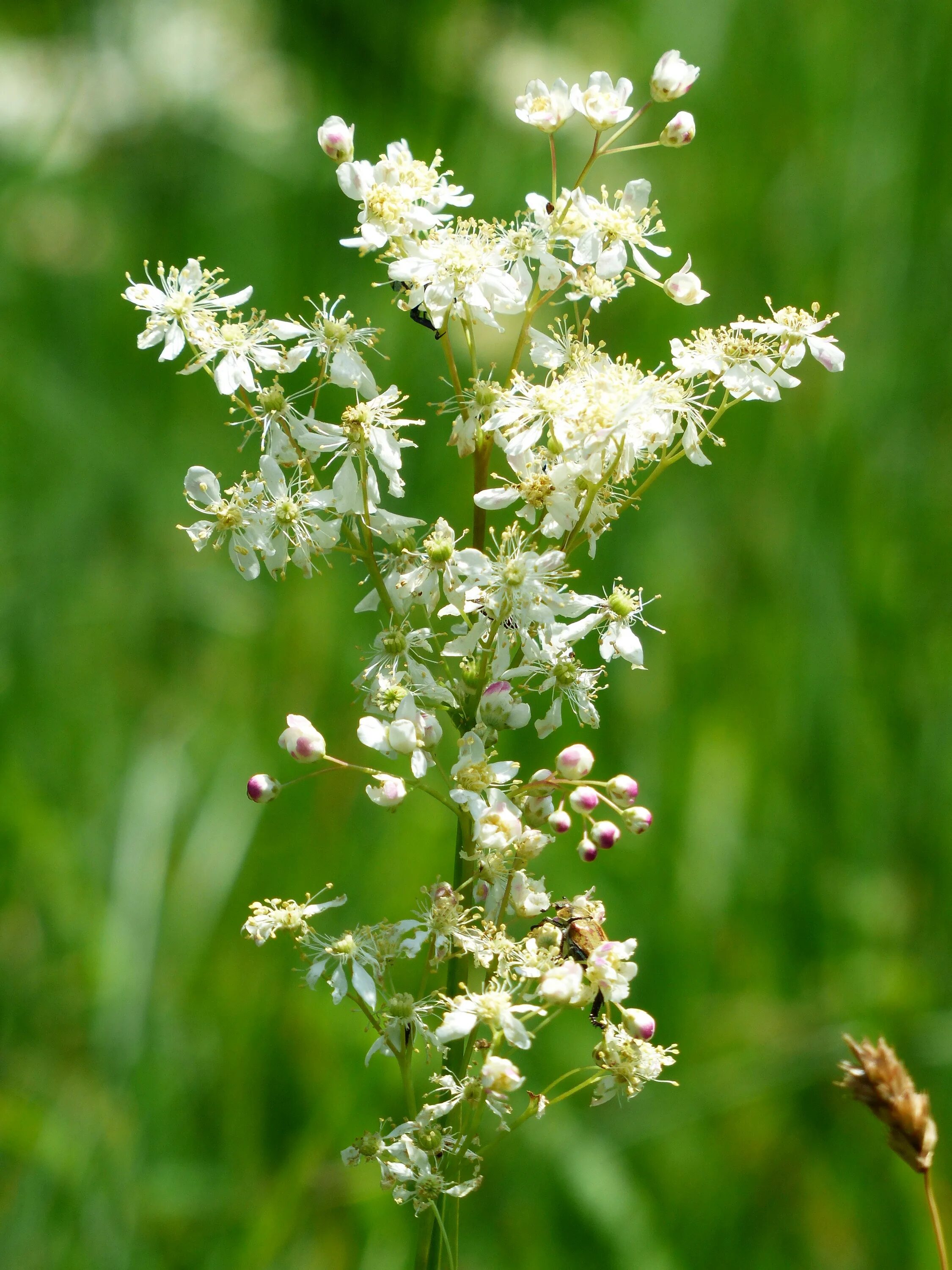 Таволга. Таволга обыкновенная Filipendula vulgaris. Таволга Луговая. Лабазник белый. Трава верности