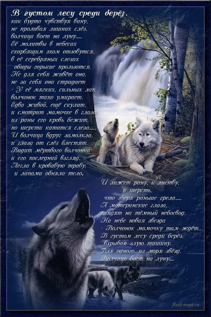 Слова волка. Цитаты волка. Волк со смыслом. Слова доброго волка. Красивые статусы с волками.