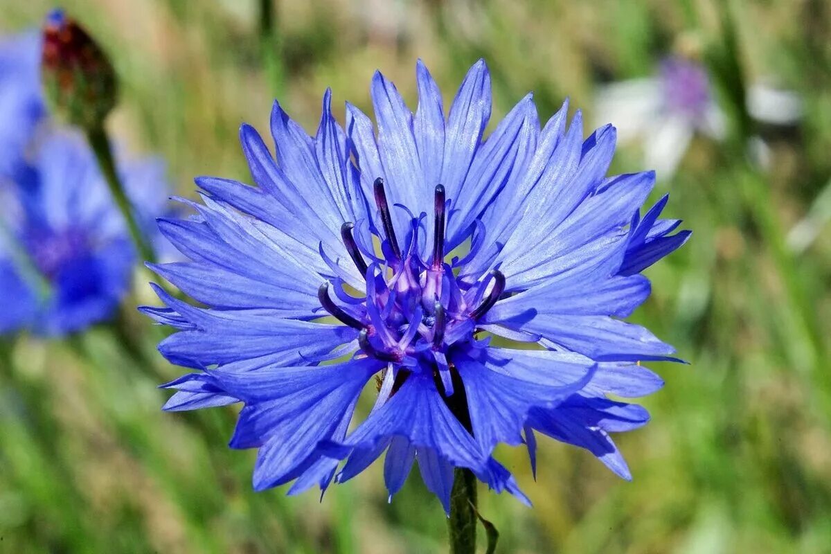 Васильки александров. Бодяк Василек Луговой. Василек голубой Centaurea cyanus. Василек Луговой синий. Василек синий (Centaurea cyanus).