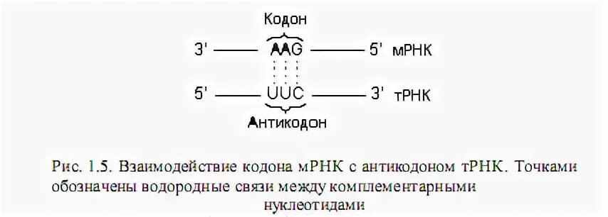 Взаимодействие кодона и антикодона. Связь кодона и антикодона. Взаимодействие аминокислота трнк кодон антикодон. Строение трнк схема. Связь кодона и антикодона.